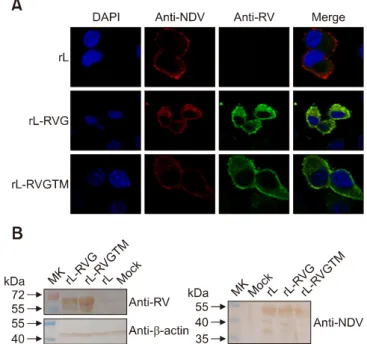 Fig. 1. Construction of a viral vector for expressing the chimeric  NDV/RV protein RVGTM