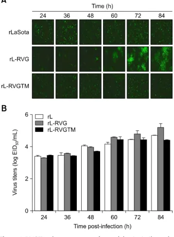 Fig. 5. rL-RVGTM shows a pattern of spread that is similar to the pattern of rL. (A) Immunofluorescence was used to examine the  spread of the viruses
