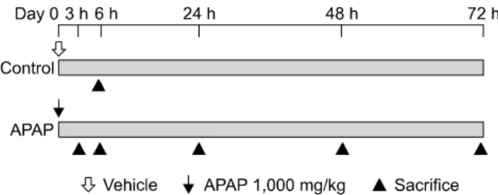Fig. 1. Study design. Rats were treated with a single dose of  acetaminophen (APAP; 1,000 mg/kg orally) or vehicle
