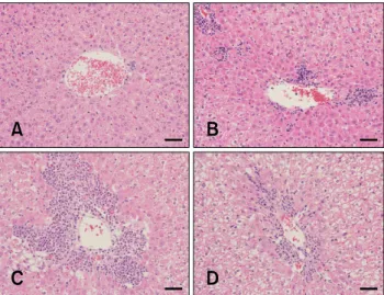 Fig. 2. Histological features of liver sections. APAP-treated rats  exhibited minimal to moderate centrilobular single-cell necrosis and/or apoptosis with inflammatory cell infiltration