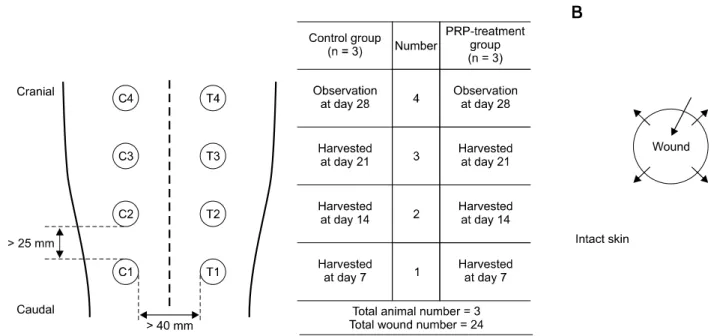 Fig. 1. Schematic illustration of location and experimental regimen for each wound, and injection protocol