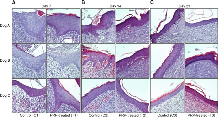 Fig. 3. Photomicrographs of epidermis from control and PRP-treated groups on days 7, 14 and 21 in three dogs