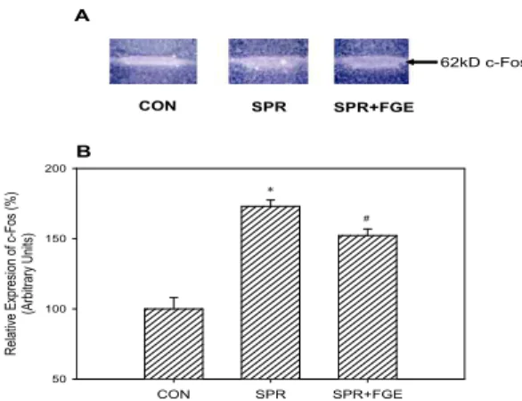 Fig. 11. Effect of FGE on the c-Fos expression in the spinal cord.