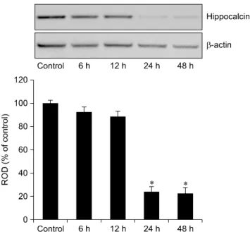 Fig. 6. Western blot analysis of hippocalcin (23 kDa) in the  mouse hippocampus derived from the control- and  pilocarpine-treated groups
