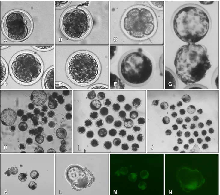 Fig. 4. The development of NT-Embryoes from hTERT-bMGEs used as donor cells. (A–G) Substantially synchronous cell divisions were shown from the 2-, 4-, 8-, 16-cell stage, stagmorula and blastocyst to the hatched blastocysts stage