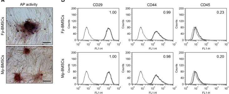 Fig. 1.  Identification of alkaline phosphatase (AP) activity and cell surface markers in the bone marrow-mesenchymal stem cells (MSCs) derived from male and female mini-pigs (Mp- and Fp-BMSCs)