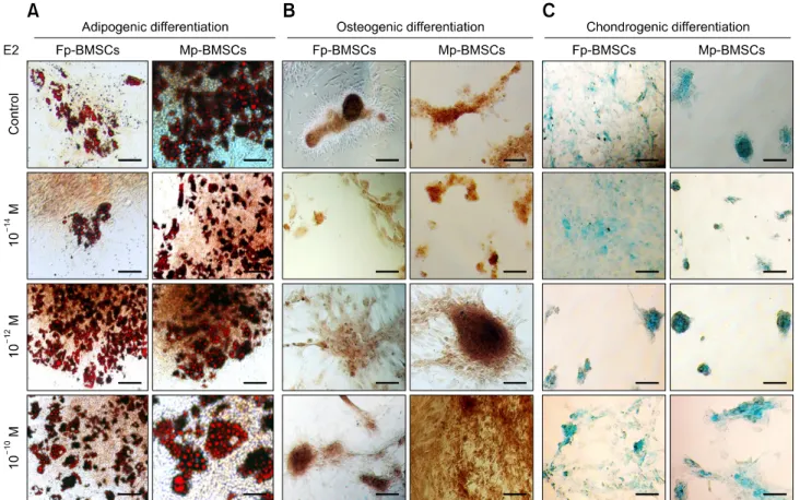 Fig. 6. Cytochemical staining of Mp- and Fp-BMSCs in which differentiation was induced with various concentrations of E2