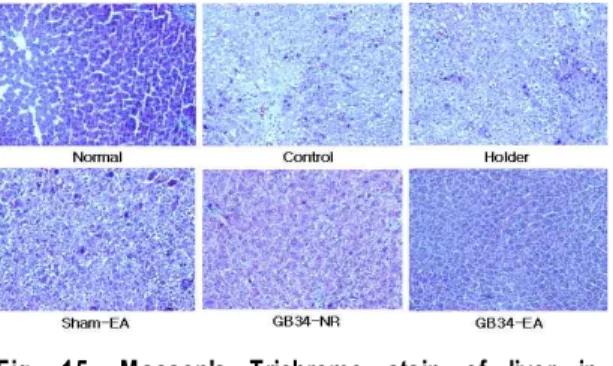 Fig.  15.  Masson's  Trichrome  stain  of  liver  in  CCl 4 -intoxicated  rats. Ⅳ. 고 찰 韓醫學的으로 肝의 주된 生理機能은 ‘肝藏 血’과 ‘肝主疏泄’로 대별할 수 있다 2) 