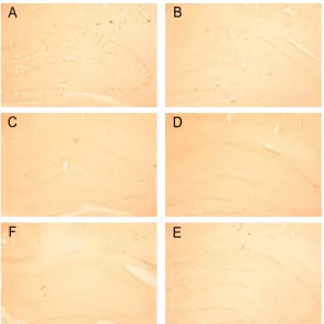 Fig.  7.  Effect  of  acupuncture  by  needle  manipulation  at  the  LU8·KI7  on  the  density  of  Choline  acetyltransferase  (ChAT)-stained  sections  in  the  hippocampal  CA1