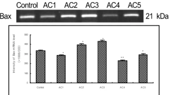 Fig.  1.  Effect  of  acupuncture  by  needle  manipulation  at  the  LU8·KI7  on  the  intensity  of  Bax  mRNA  in  the  hippocampal  CA1