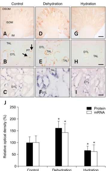 Fig. 1. (A) Immunoblots of proteins (10 g per lane) from renal  medulla of control (C), dehydrated (D) and hydrated (H) rats