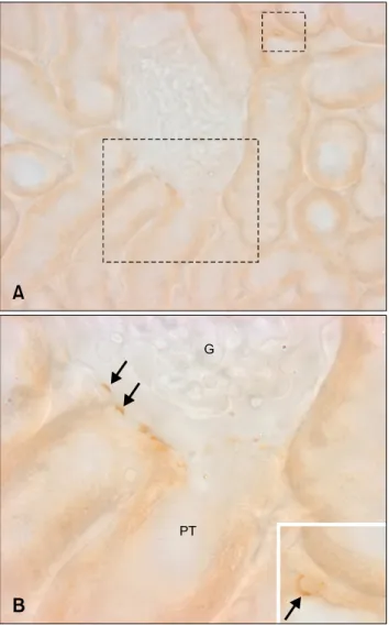 Fig. 4. Transmission electron micrographs illustrating OPN  immunostaining in the descending thin limb from control (A),  dehydrated (B), and hydrated (C) rats