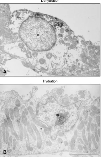 Fig. 5. Transmission electron micrographs illustrating OPN  immunostaining in the thick ascending limb (asterisk) from  dehydrated (A) and hydrated (B) rats