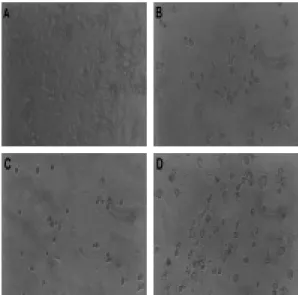 Fig. 14. Micrograph  of  Ehrlich  ascites  tumor  cells  (A,  ×100).  EATC  (B,  C,  D  ×100)  were  cultured  with  samples  (GAS;  B,  GWS; C, DGAS; D) at the concentration  of  5×  for  72  hours