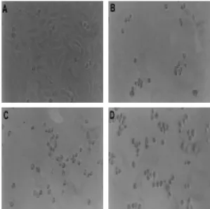 Fig. 17. Micrograph  of  human  HeLa  cells  (A,  × 100).    HeLa  cells  (B,  C,  D,  ×100)  were  cultured with samples (GAS; B, GWS; C,  DGAS; D) at the concentration of 5×  for  72  hours