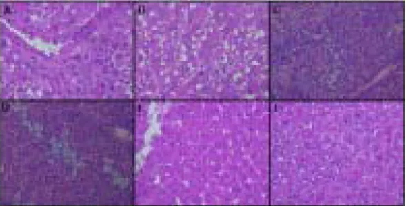 Fig. 4. Histological analysis of rat liver tissue.