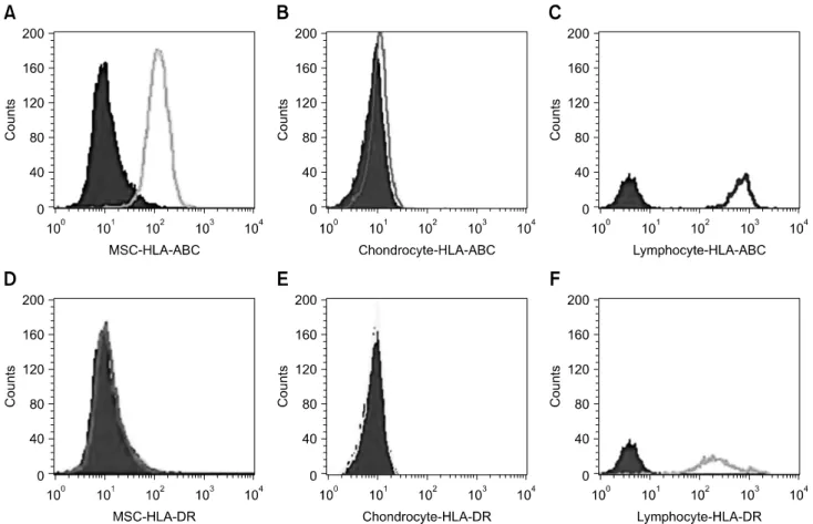 Fig. 1. FACS analysis of immunophenotypes of human leukocyte antigen (HLA)-ABC and HLA-DR on the undifferentiated  mesenchymal stem cells (MSC) (A and D), chondrocytes differentiated from the MSC (B and E) and allogeneic peripheral lymphocytes  (C and F).