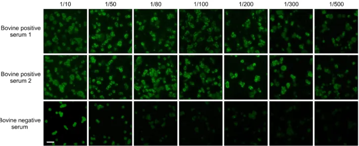 Fig. 3. Antibody responses from laboratory immunized cattle. The SFTSV-positive bovine serum was tested in the IFA