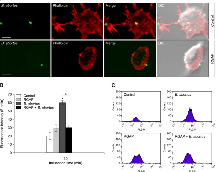 Fig. 3. Fluorescence-activated cell sorting (FACS) analysis of the effects of RGAP on phagocytosis of B