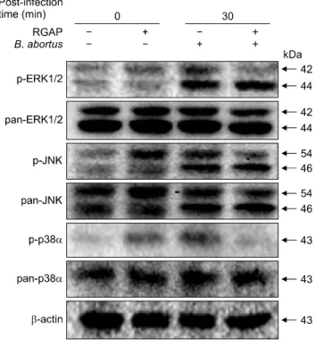 Fig. 5. Effect of RGAP on intracellular trafficking of B. abortus. 