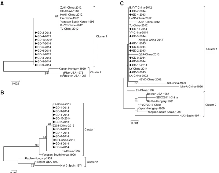 Fig. 3. Phylogenetic trees for 11K (A), 28K (B) and TK (C) genes. Only bootstrap values greater than 50 are shown