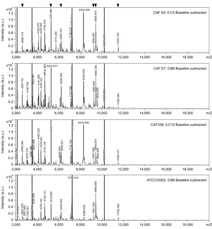 Fig. 1. Matrix-assisted laser desorption ionization-time of flight mass spectrometry (MALDI-TOF MS) spectral profiles of three  representative Edwardsiella (E.) ictaluri strains, as generated using the flex Analysis software and a MALDI Biotyper system