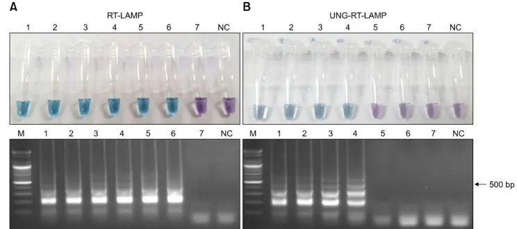 Fig. 1. Prevention of false-positive reaction by carry-over contamination of pre-amplified deoxyuridine triphosphate  (dUTP)-incorporated reverse transcription loop-mediated isothermal amplification (RT-LAMP) products