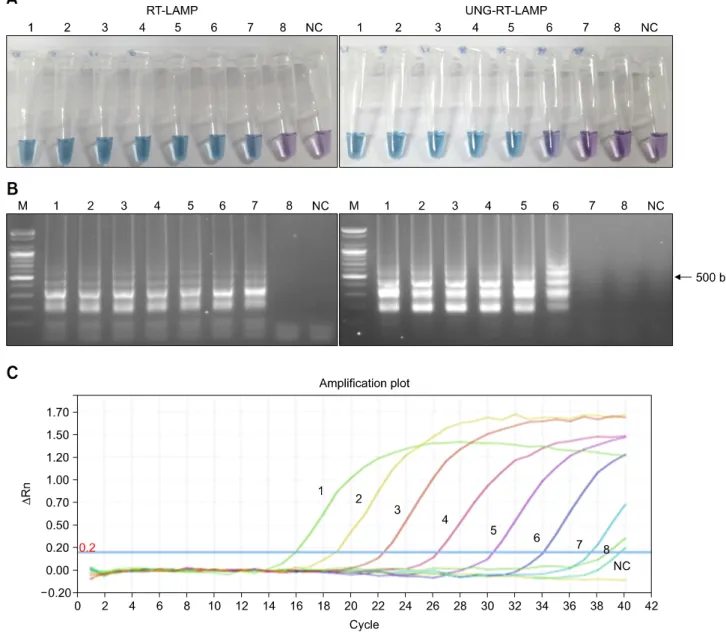 Fig. 2. Detection limit of the RT-LAMP (A), UNG-RT-LAMP (B), and real-time reverse transcription polymerase chain reaction (C)