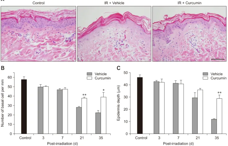 Fig. 3. Curcumin attenuated histological changes, including decreased basal cell numbers and skin depth after irradiation