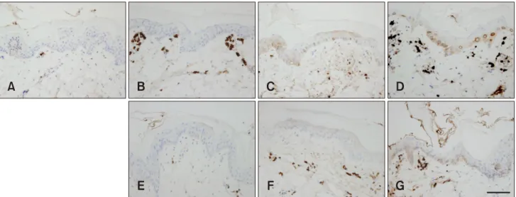 Fig. 4. Curcumin decreased expression of cyclooxygenase (COX)-2 in skin after irradiation (50 Gy)