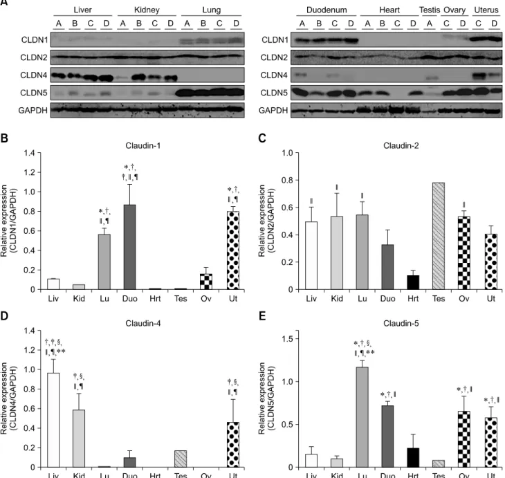 Fig. 1. Protein levels of claudin-1, -2, -4 and -5 in equine tissues. Levels were measured by western blot (A) and were normalized against GAPDH protein (B-E; claudin-1, -2, -4 and -5, respectively)