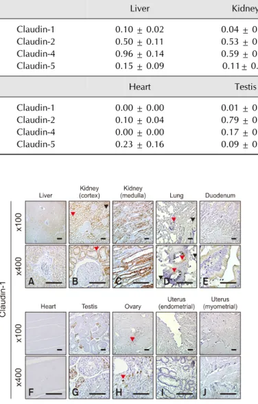 Table 2. Relative expression levels of claudins