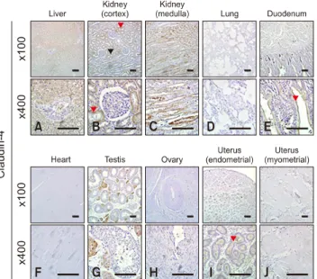 Fig. 4. Localization of claudin-4 in equine tissues via  immunohistochemistry. Scale bar = 100 m.