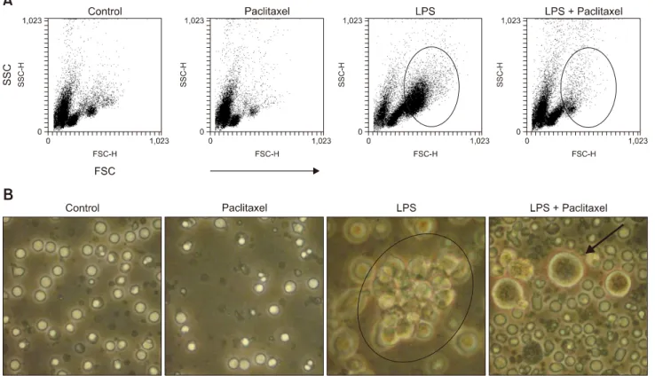 Fig. 2. Paclitaxel alters the cell size and number of LPS-activated spleen cells. Cells were seeded at a concentration of 2 × 10 6  cells/mL in 6-well culture plates, then treated with a control (medium alone), paclitaxel (5.0 g/mL), LPS (1.0 g/mL), or L