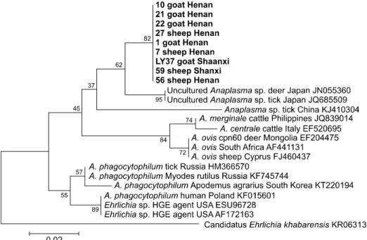 Fig. 3. Phylogenetic tree of A. phagocytophilum based on the groEL gene. 