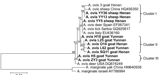 Fig. 5. Phylogenetic tree of A. ovis based on the msp4 partial gene sequence.