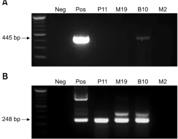 Fig. 1. Representative primary RT-PCR (A) and nested PCR (B) for West Nile viruses (WNV)