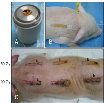 Fig. 1.  -irradiation exposure using  166 Ho patches to induce  mini-pig dorsal skin lesions