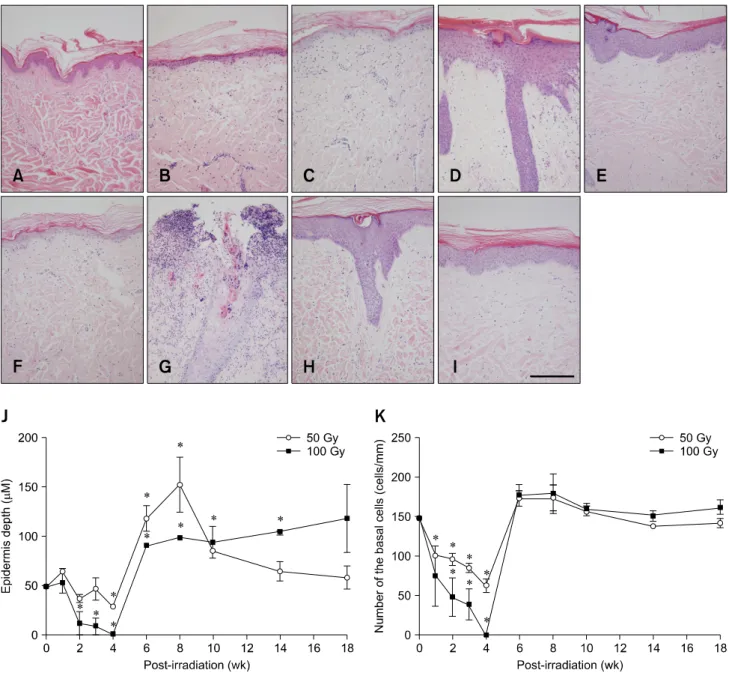 Fig. 3. Histological changes in mini-pig skin after 50 or 100 Gy of -irradiation delivered by a  166 Ho skin patch