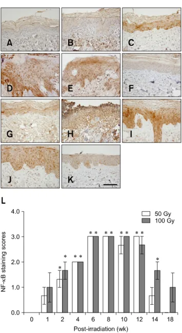 Fig. 5. Time-dependent changes in COX-2 expression in mini-pig epidermis following -irradiation (50 or 100 Gy)
