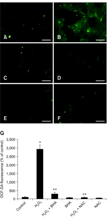 Fig. 3. Effect of BHA on H 2 O 2 -induced ROS generation. (A∼F)  Dichlorofluorescein (DCF)-sensitive cellular ROS generation  was assessed