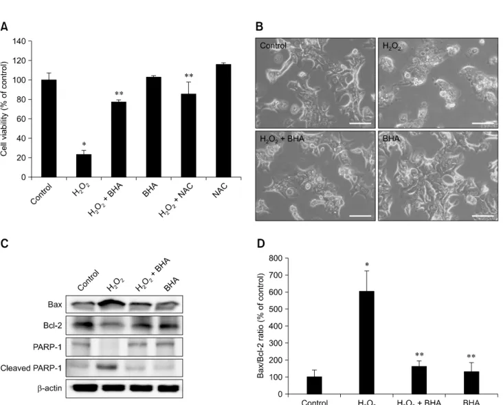 Fig. 4. Effect of BHA on H 2 O 2 -induced apoptosis. (A) Mouse hepatocytes were pretreated with 5 M BHA or 1,000 M NAC for 30 min and then incubated with or without 1,000 M H 2 O 2  for 24 h