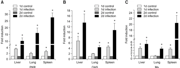 Fig. 5. Fold-changes in gene expression of PKR (A), OAS (B), and Mx (C) in different tissues of virus-infected ducks compared to control animals