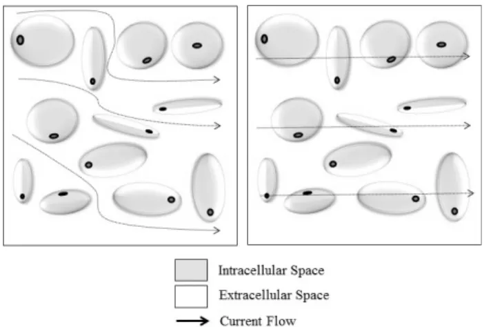Fig.  2.  Cole-cole  electrical  model.