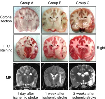Fig. 3. Histopathological findings for ischemic brains. Images A, B (group A, dog no. 1), C, D (group B, dog no