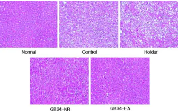 Fig.  14.  Hematoxylin  and  Eosin  Stain  of  Liver  Sections  of  CCl 4 -intoxicated  Rats.