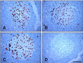Fig. 1. Detection of PrP Sc -specific immunolabeling in the  lymphoid tissues of inoculated sheep