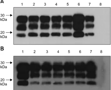 Fig. 2. Representative Western immunoblots for detecting PrP res in Tg338 mice inoculated with PBMCs and B lymphocytes