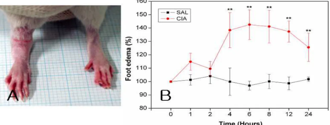 Fig.  4.  The  edema  effects  (A)  and  time  dependent  edema  effects  (B)  in  carageenan-induced  arthritis  in  rats