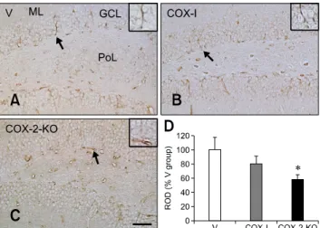 Fig. 4. Immunohistochemical staining for Ki67 in the dentate  gyrus of the V (A), COX-I (B), and COX-2-KO (C) groups